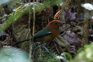 Crossleys grondscharrelaar - Atelornis crossleyi Crossleys grondscharrelaar - Atelornis crossleyi